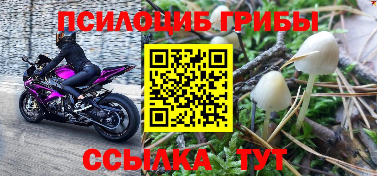 Заволжье  Псилоцибиновые грибы Psilocybine cubensis  Вход с VPN 